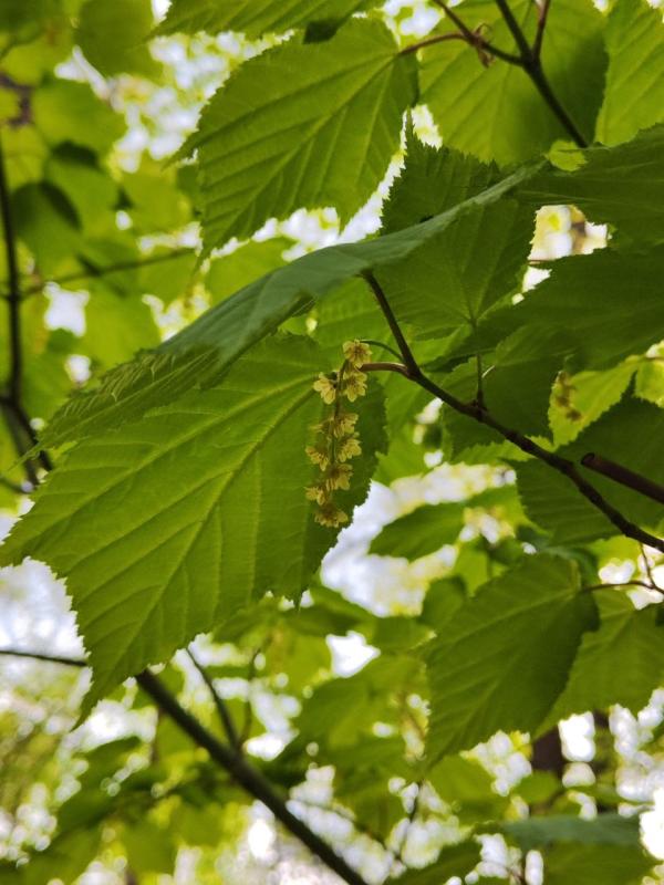Не такой как все. Клен зеленокорый 