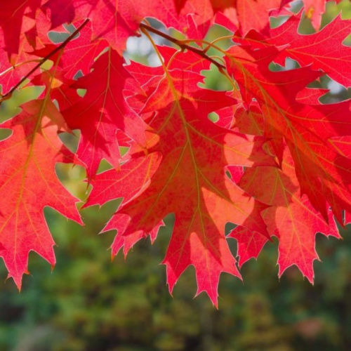 Дуб красный (лат. Quercus rubra) 10 шт, семена 