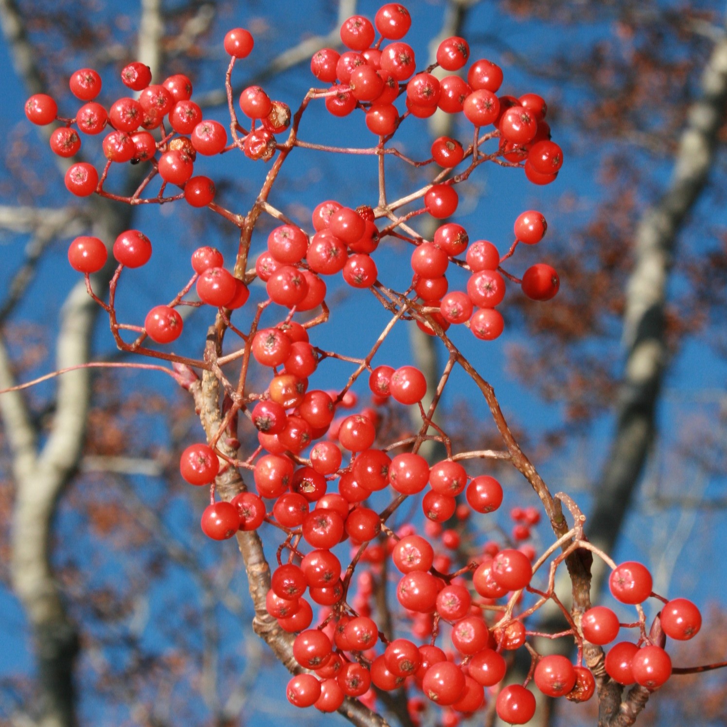 Рябина смешанная (лат. Sorbus commixta), семена