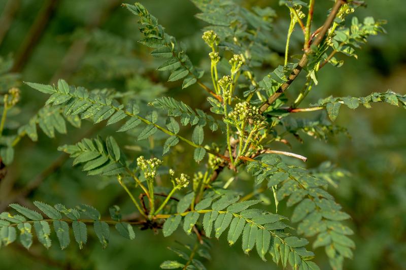 Рябина Кене весной 