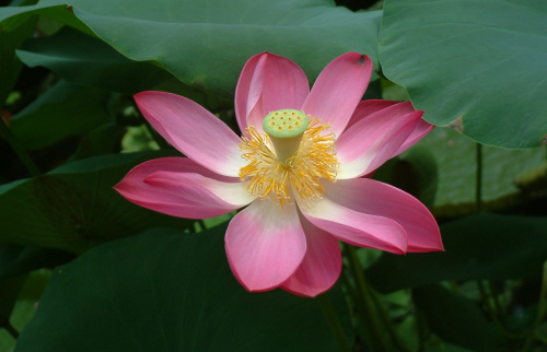 Лотос орехоносный Лили Понс (лат. Nelumbo SP. 'Lily Pons' ), семена