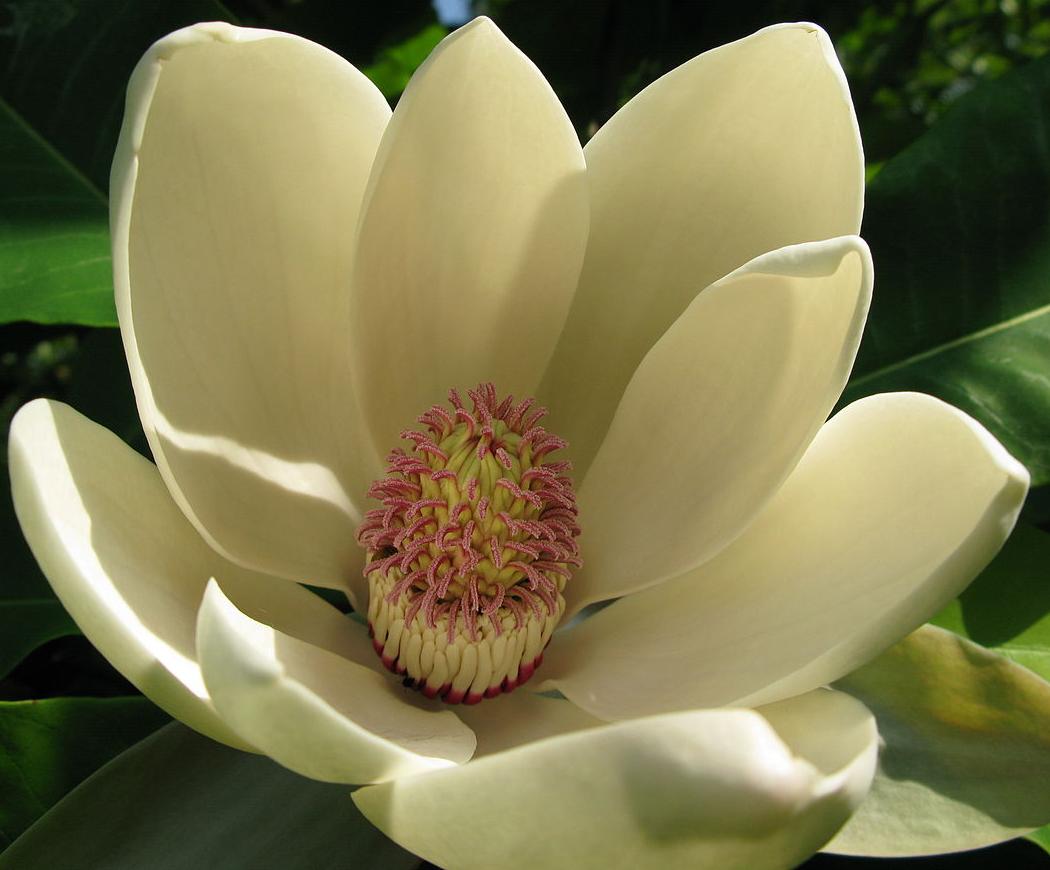 Магнолия лекарственная (лат. Magnolia officinalis), семена 
