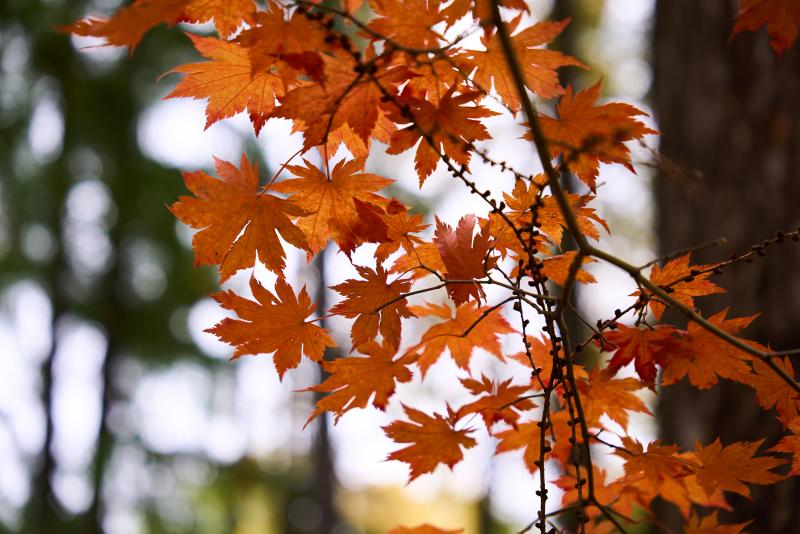 Новые коллекции кленов уже доступны к заказу