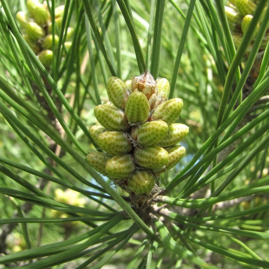 Сосна эльдарская (лат. Pinus eldarica), семена