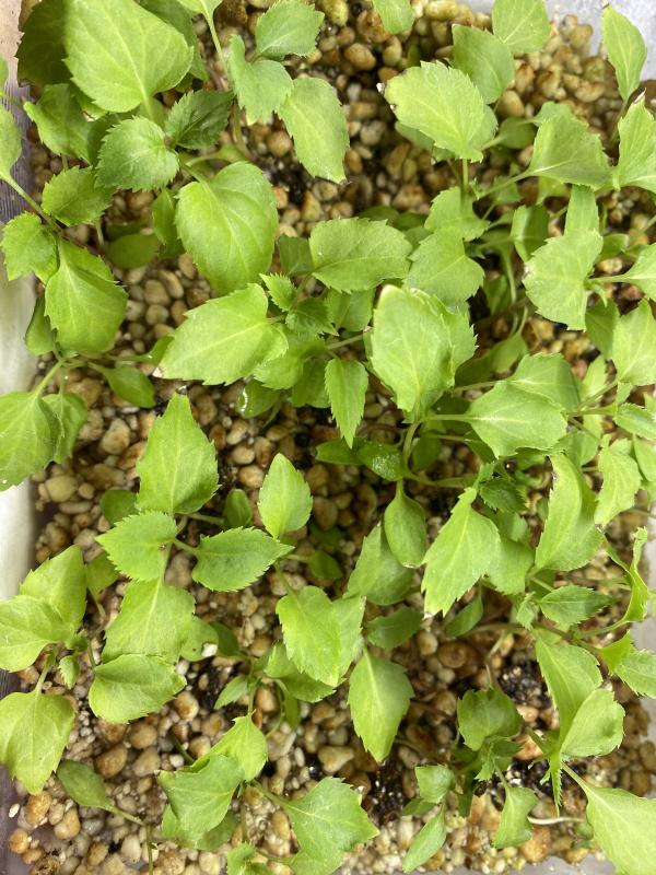 Как растут сеянцы аралии. Продолжение