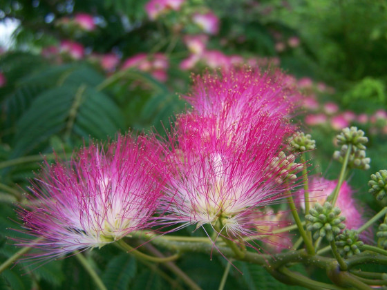 Подарочный набор "Посади дерево" - Ленкоранская акация розовая, или Альбиция ленкоранская 