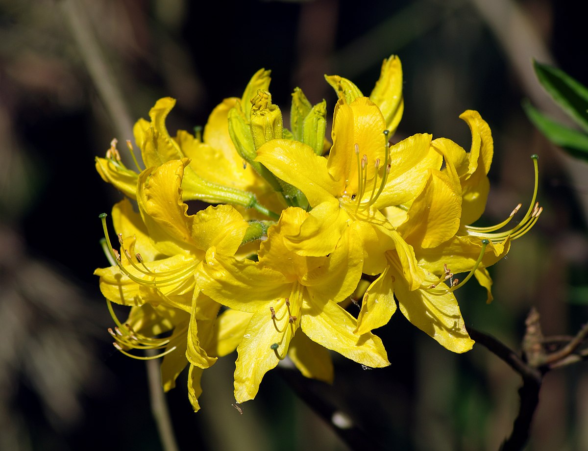 Рододендрон жёлтый (лат. Rhododendron luteum), семена 0,05 грамм