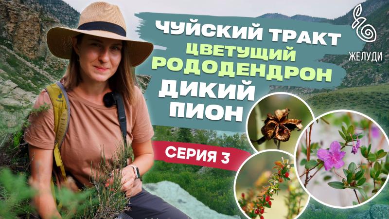 Путешествие на Алтай. Чуйский тракт, цветущий рододендрон и дикий пион. 3 серия фильма команды Жёлуди Путешествие на Алтай. Чуйский тракт, цветущий рододендрон и дикий пион. 3 серия фильма команды Жёлуди