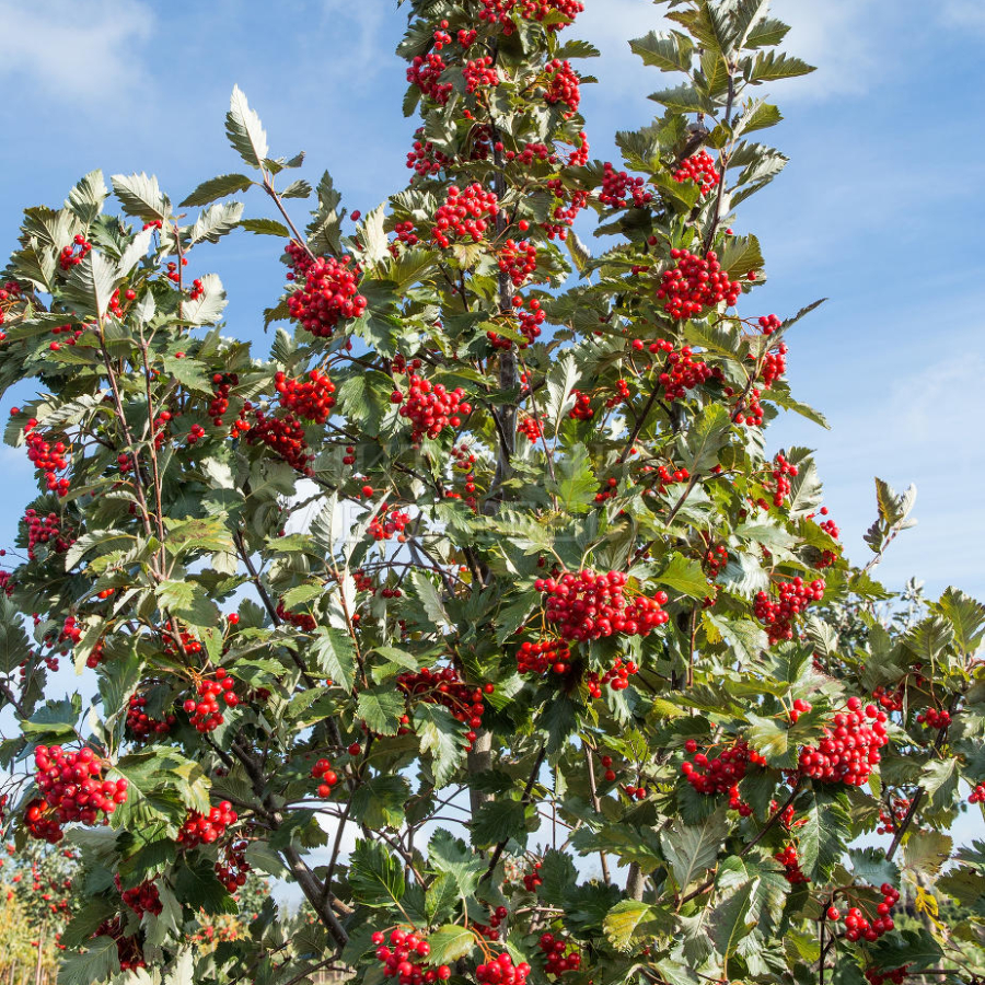 Рябина промежуточная (лат. Sorbus intermedia), семена