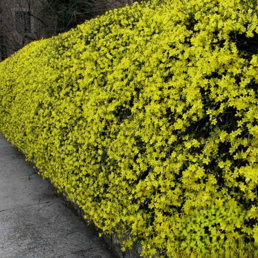Жасмин кустарниковый желтый (лат. Jasminum fruticans), семена