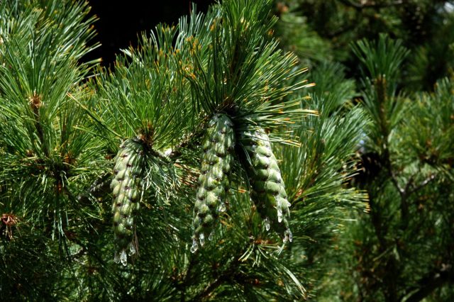 Сосна румелийская, или балканская, или македонская (лат. Pinus peuce), семена