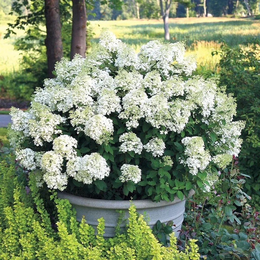 Гортензия метельчатая Бобо (лат. Hydrangea paniculata 'Bobo')