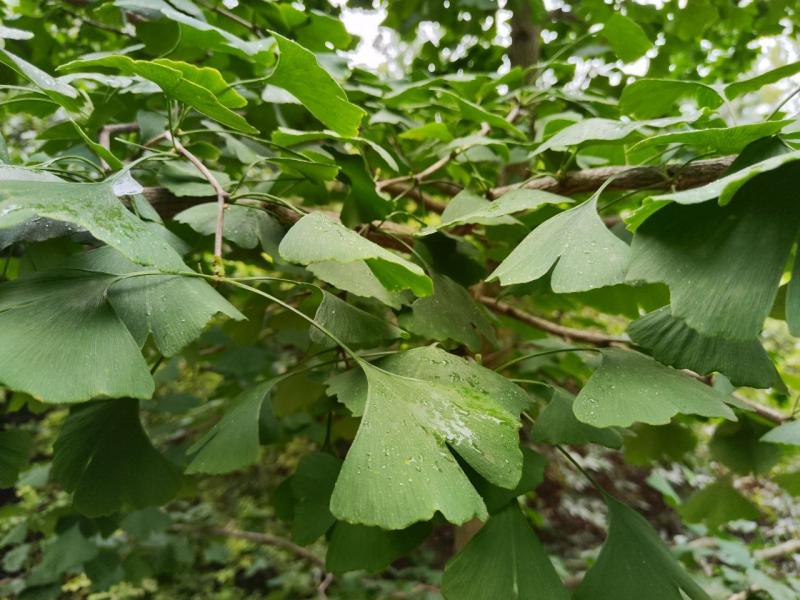 Как вырастить гинкго билоба из семян?