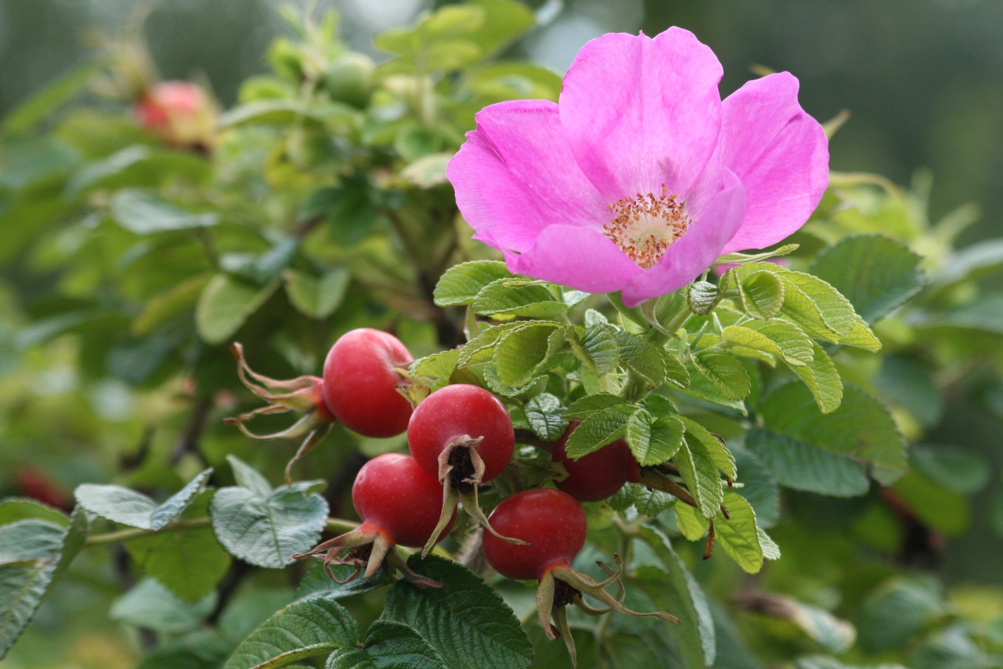 Роза морщинистая (лат. Rosa rugosa), семена