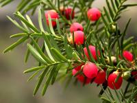 Тис остроконечный "Фармен" (лат. Taxus cuspidata "Фармен"), семена