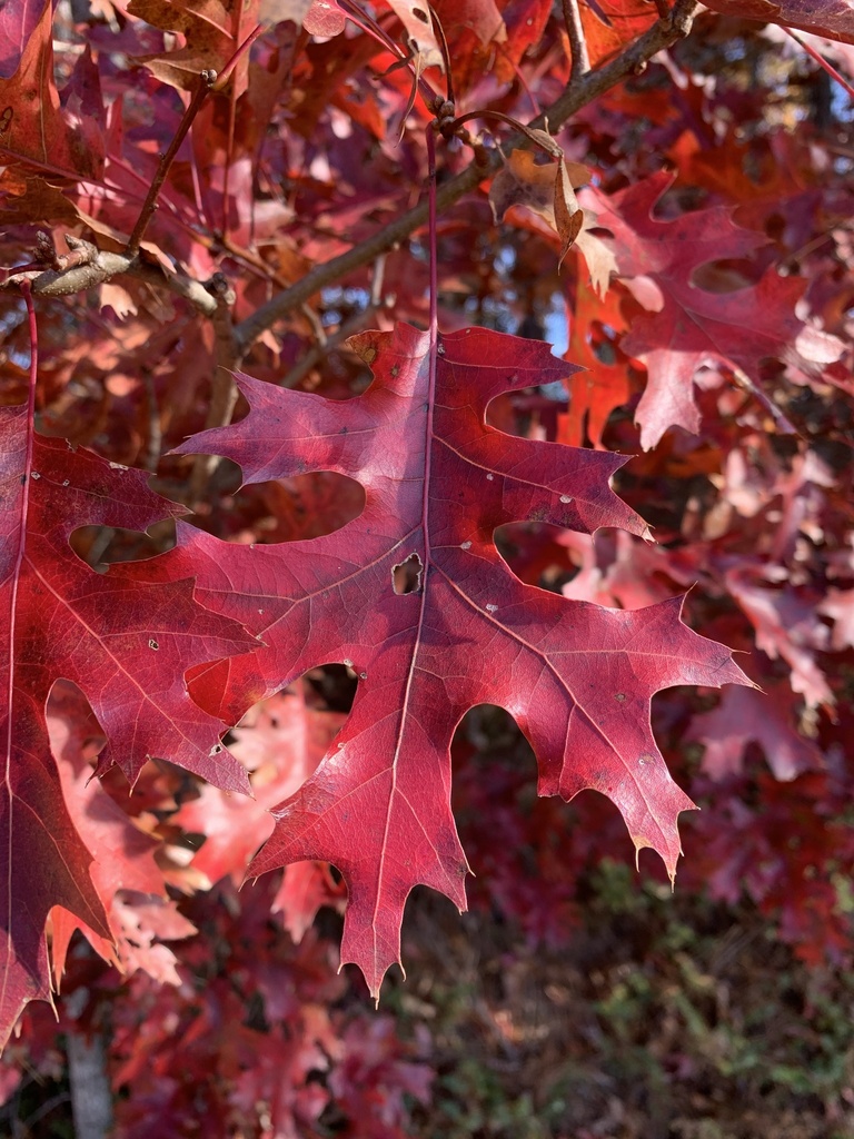 Дуб шарлаховый (лат. Quercus coccinea) 10 штук, семена
