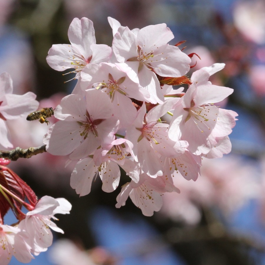 Вишня сахалинская, или Вишня Саржента "Сахалинская сакура" (лат. Prunus sachalinensis), семена 