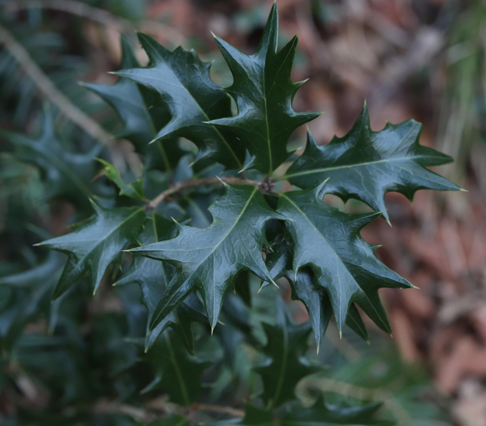 Османтус разнолистый (лат. Osmanthus heterophyllus), семена