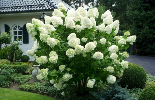 Гортензия метельчатая (лат. Hydrangea paniculata), семена
