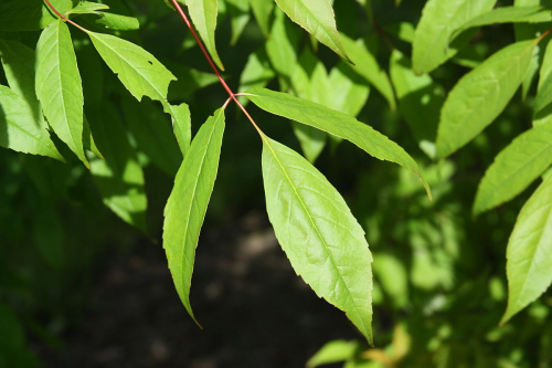 1200px-Acer_mandshuricum_leaf
