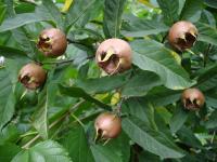 Мушмула германская (лат. Mespilus germanica), семена