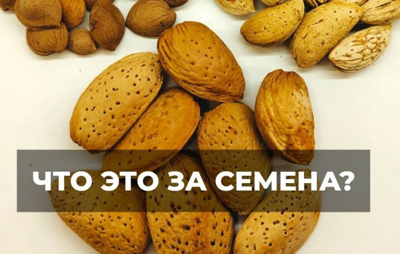 Какой миндаль на фотографии? Поговорим о съедобных и красивых