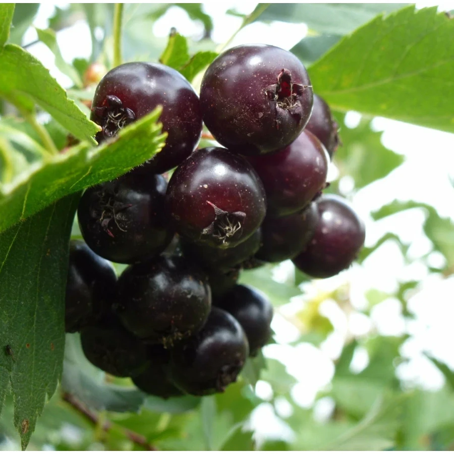 Боярышник черный (лат. Crataegus nigra), семена 