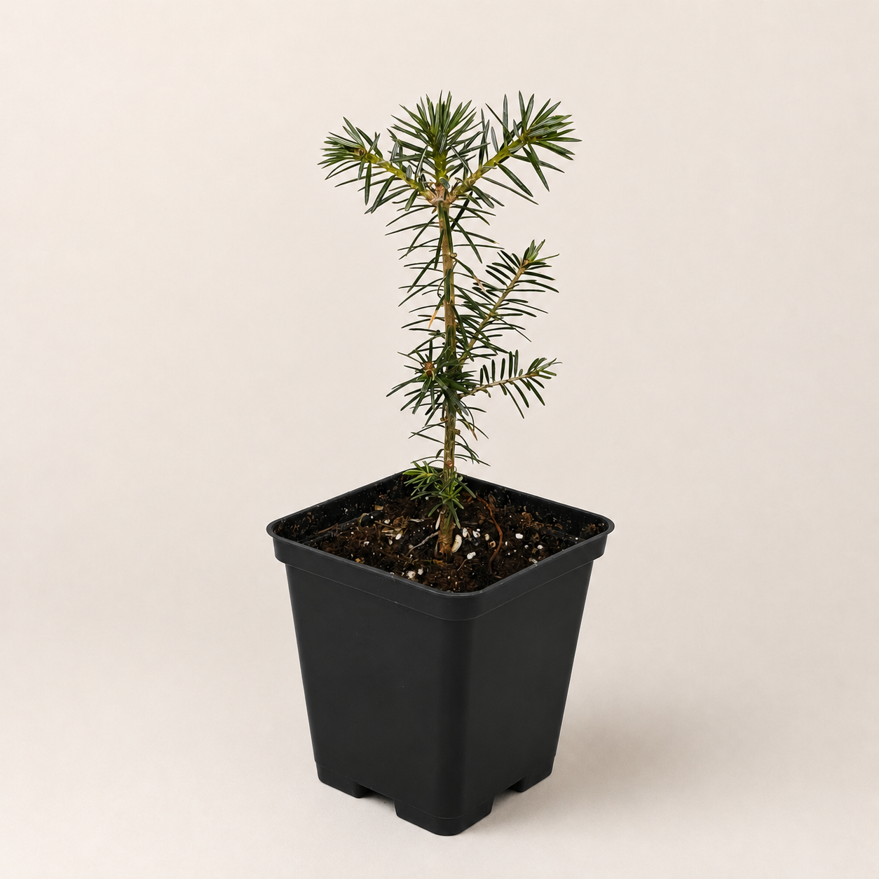 Пихта бальзамическая (лат. Abies balsamea), саженец, 1 ш