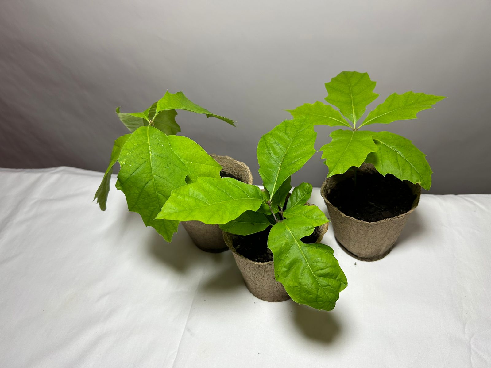 Дуб красный (лат. Quercus rubra), сеянец, 3 шт 