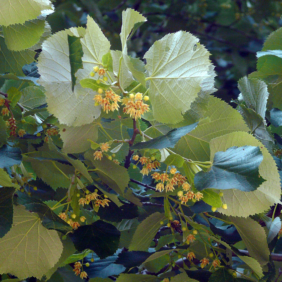 Липа войлочная (лат. Tilia tomentosa), семена
