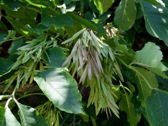 Ясень маньчжурский (лат. Frаxinus mandshurica), семена