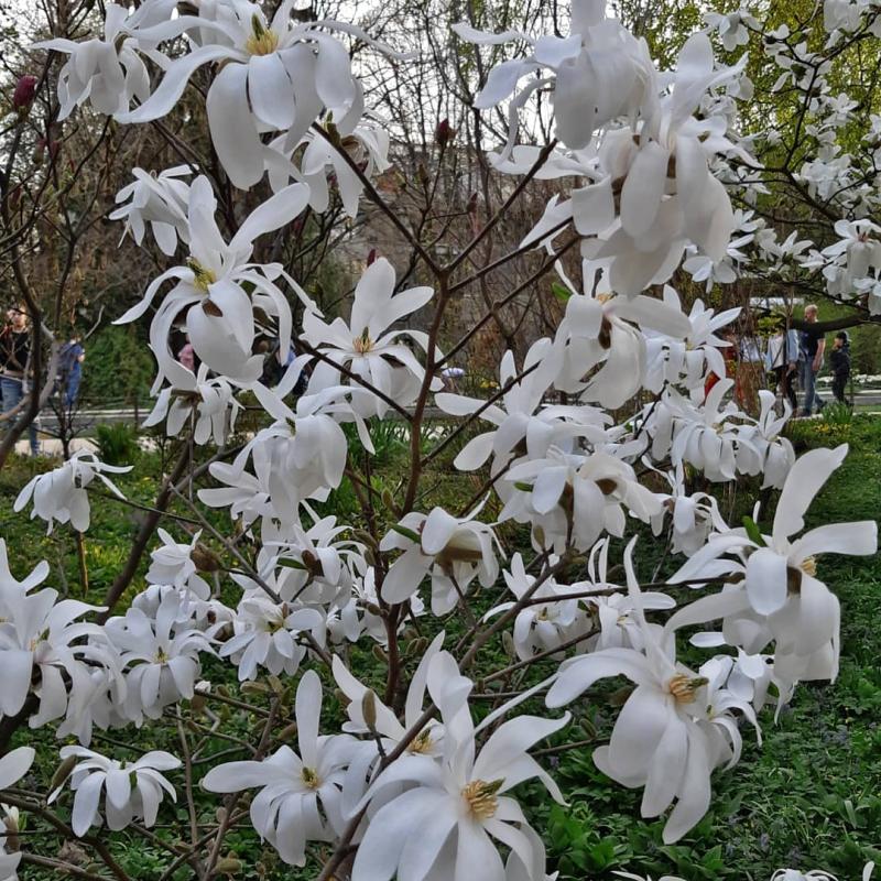 Экзотика в саду. Взгляд специалиста