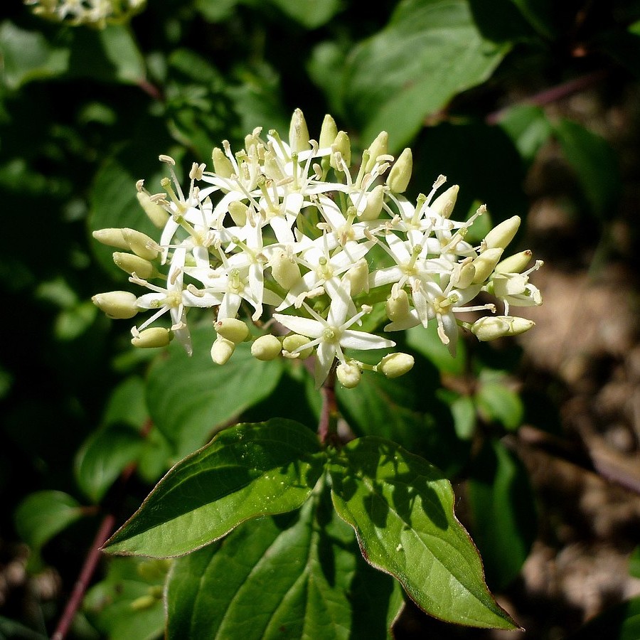 Дерен кроваво-красный (лат. Cornus sanguinea), семена 