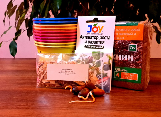 Подарочный набор "Посади дерево" - Дуб каменный