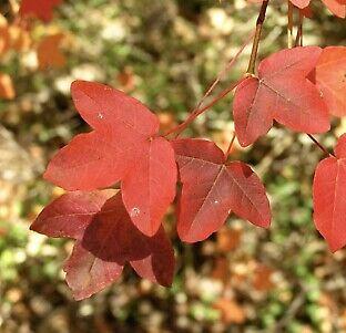 Клен трехлопастный, или Клен монпелийский (лат. Acer monspessulanum), семена