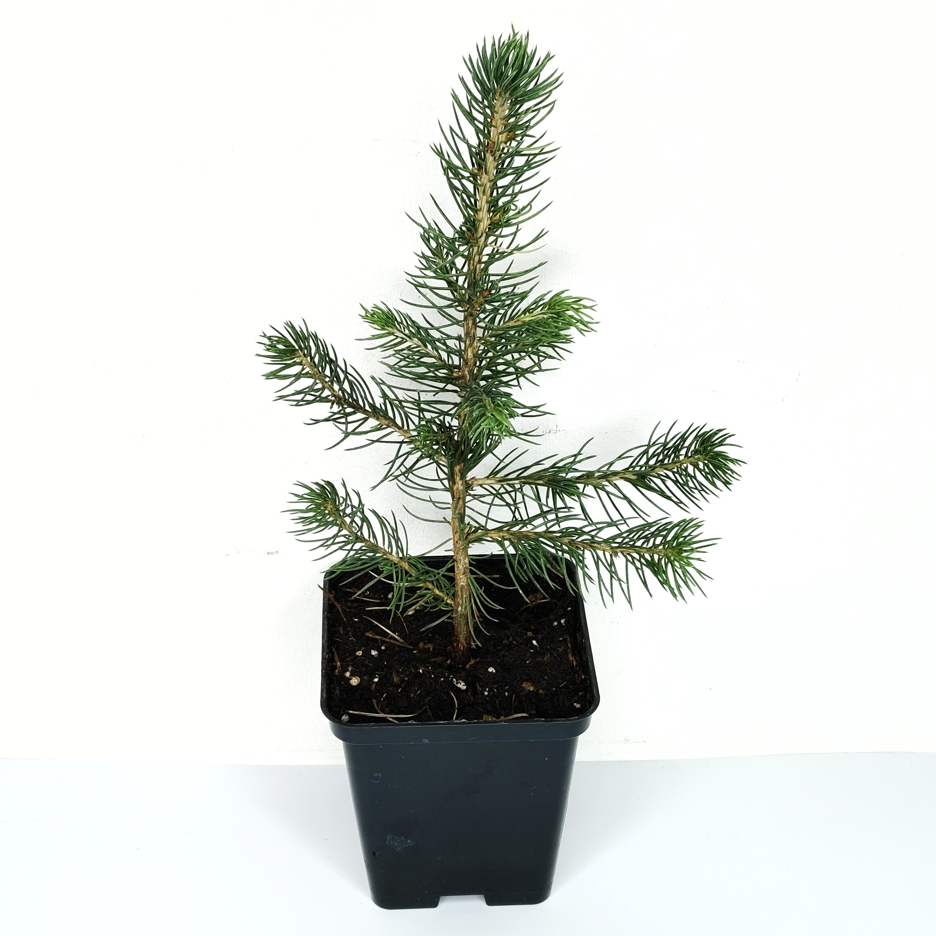 Ель колючая, или Ель голубая (лат. Picea pungens), саженец, 1 шт