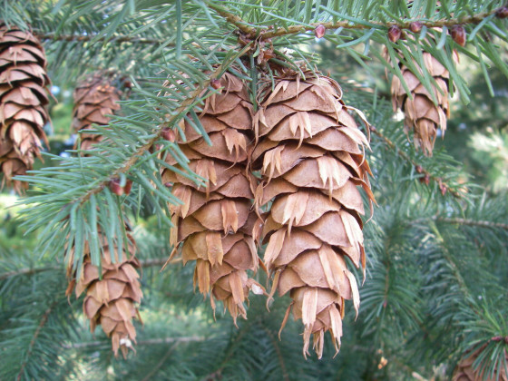 Псевдотсуга Мензиса (лат. Pseudotsuga menziesii), ф. голубая, семена