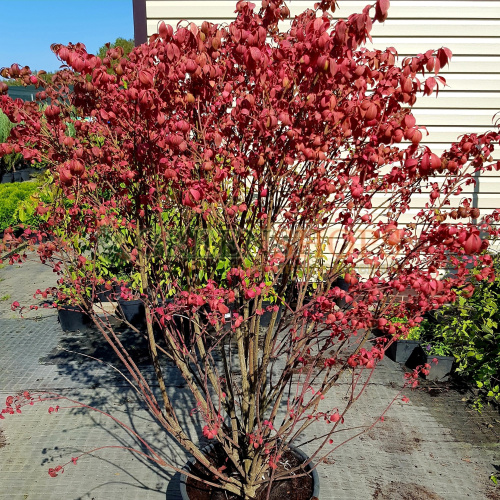 Бересклет Максимовича (лат. Euonymus maximovicziana), семена