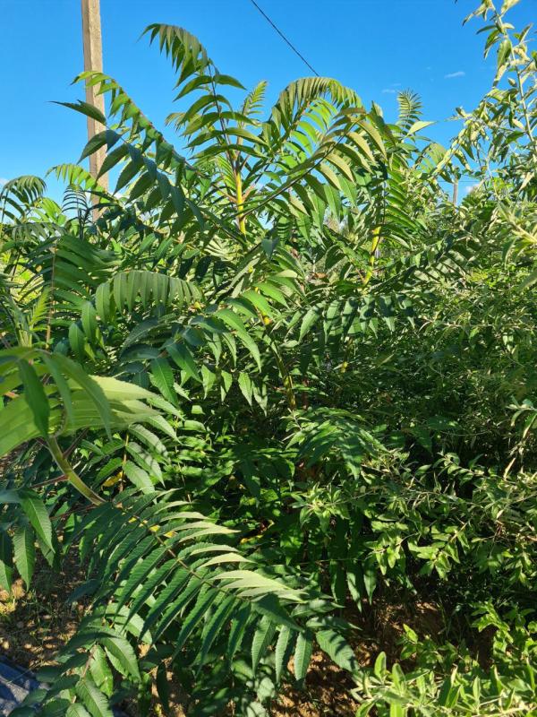 Сумах оленерогий в саду