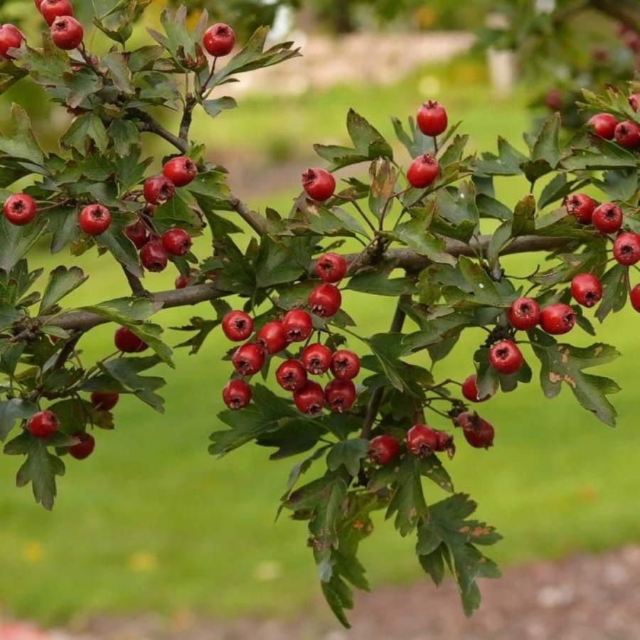 Боярышник однопестичный (лат. Crataegus monogyna), семена