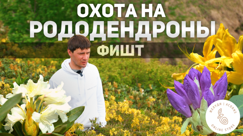 Первый фильм команды Жёлуди. Ботаническая экспедиция в горы Адыгеи к цветущим рододендронам