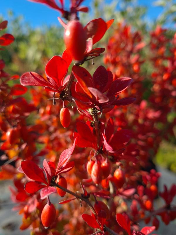 Как растет барбарис из семян?