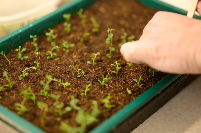 Мини теплички – ясли для растений на подоконнике