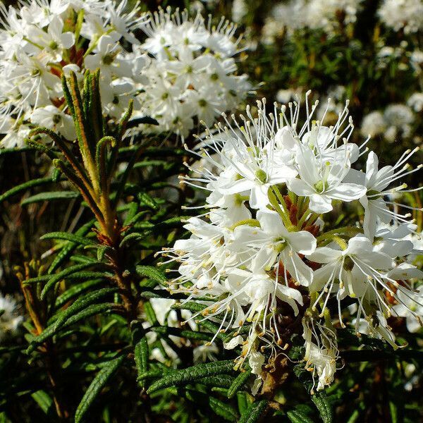 Рододендрон войлочный, или болотный (лат. Rhododendron tomentosum), семена 0,05 грамм