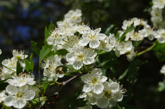 Боярышник Максимовича (лат. Crataegus maximowiczii), семена