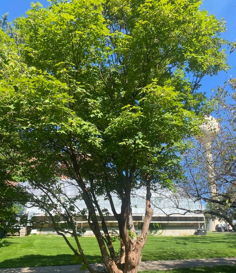 Клен Максимовича (лат. Acer maximowiczianum), семена