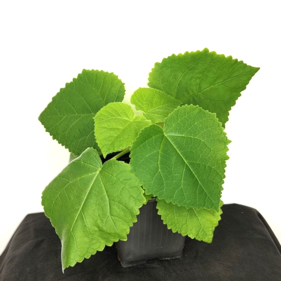 Павловния войлочная, или Императорское дерево (лат. Paulоwnia tomentоsa), саженец, 1 шт