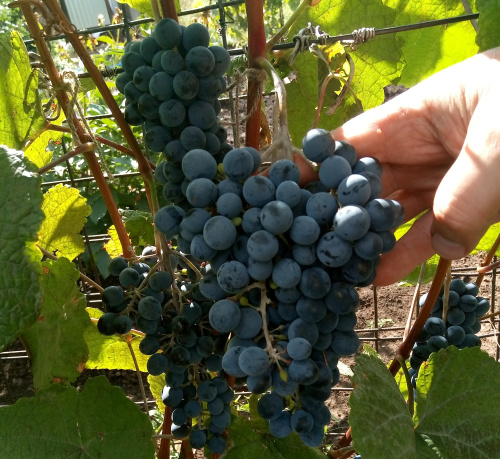 Виноград амурский (лат. Vitis amurensis), семена