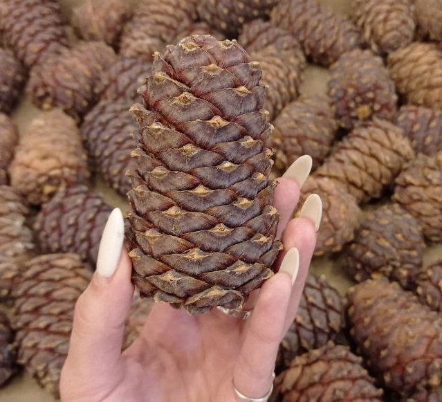 Как хранятся наши семена?