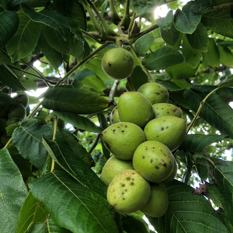 Орех Зибольда ф. сердцевидная (лат. Juglans sieboldiana Maxim), семена
